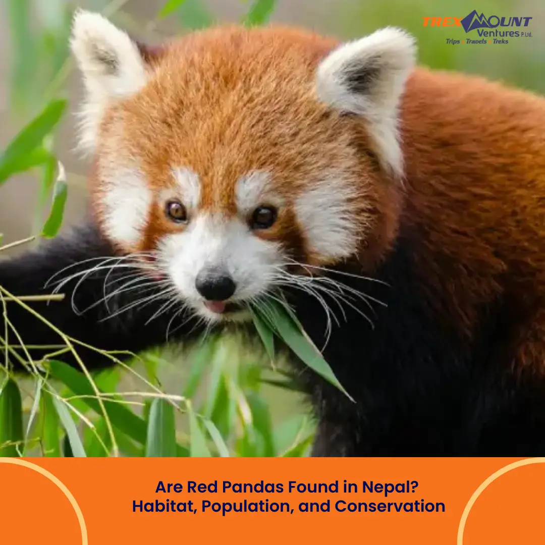 Are Red Pandas Found in Nepal