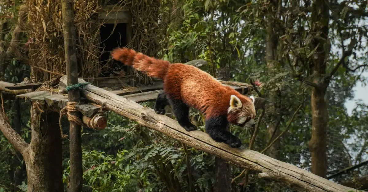 Which national park is famous for red pandas in Nepal