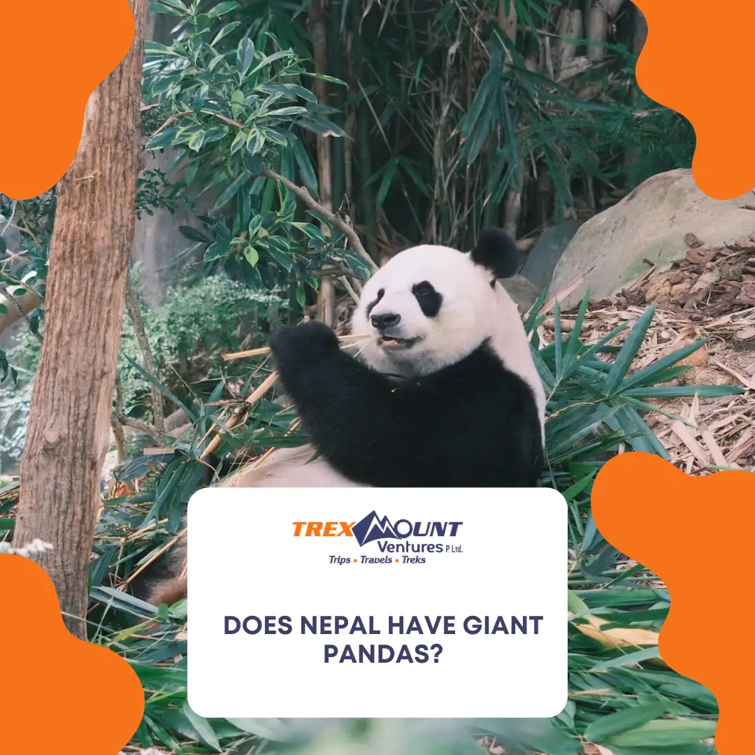 Does Nepal have giant pandas