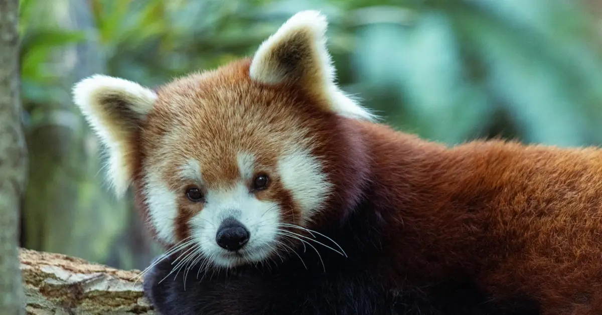 Are Red Pandas Found in Nepal