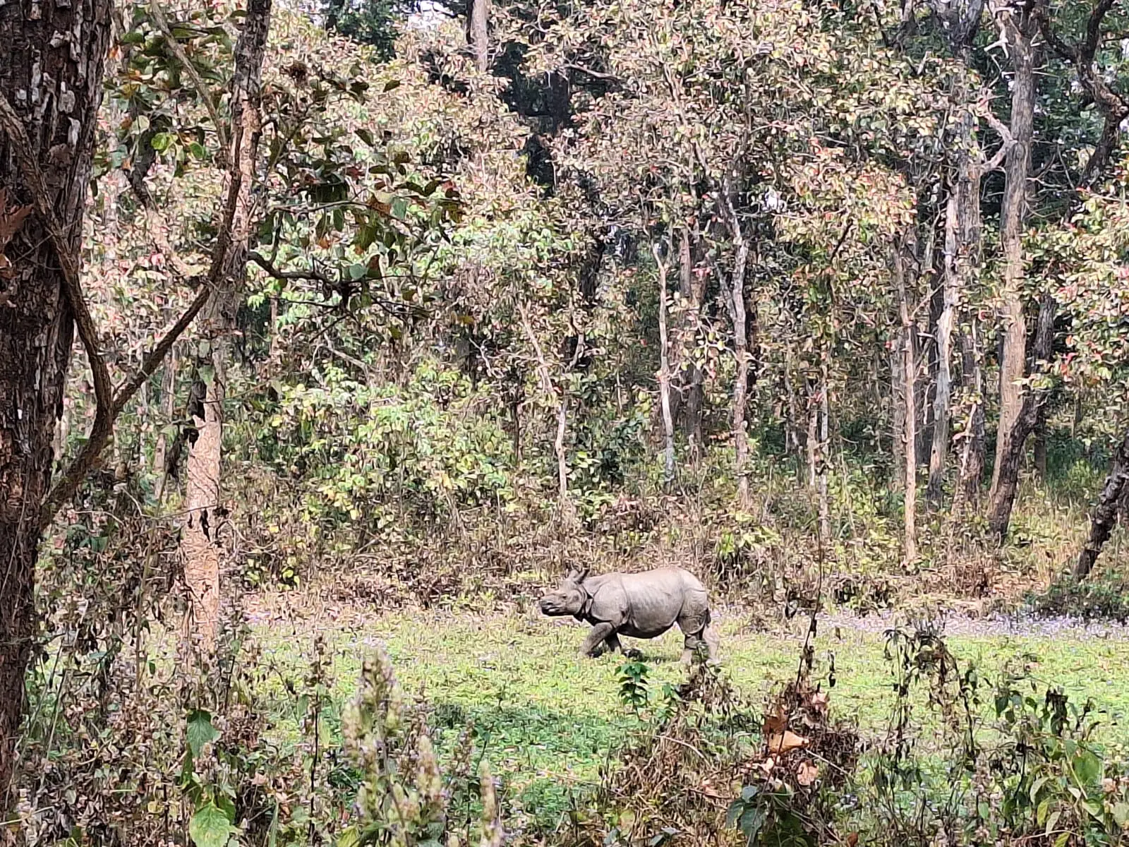 Large Image